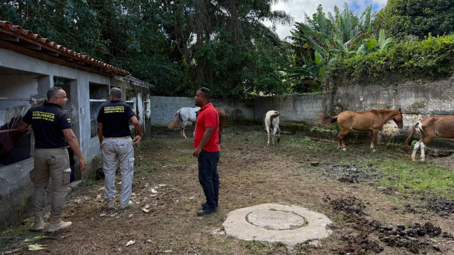 Prefeitura realiza operação conjunta para recolhimento de animais de grande porte em vias públicas